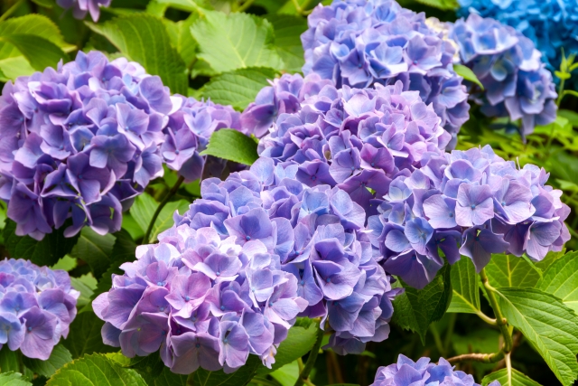 梅雨　紫陽花　電子機器