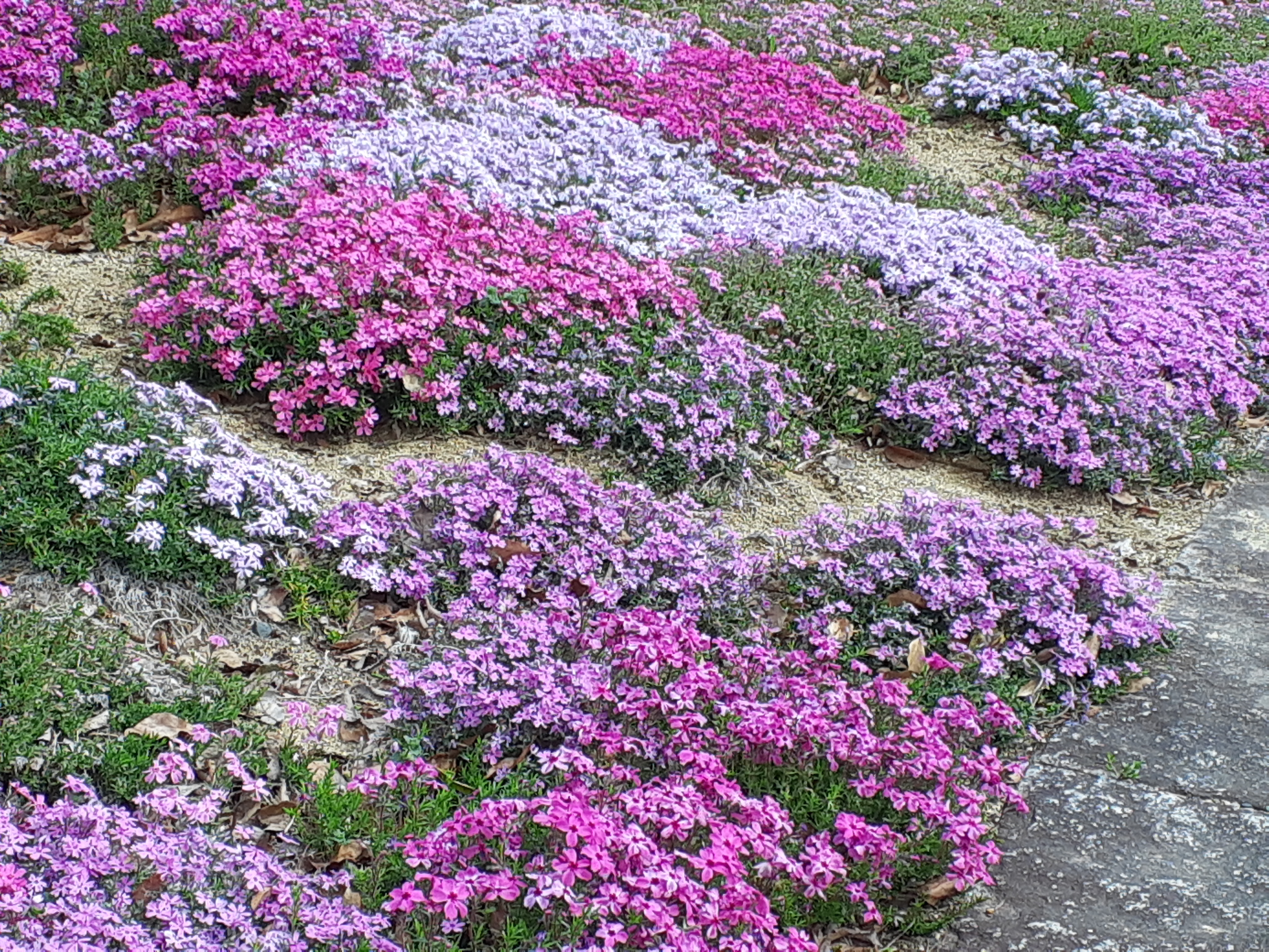 芝桜、春、年賀状