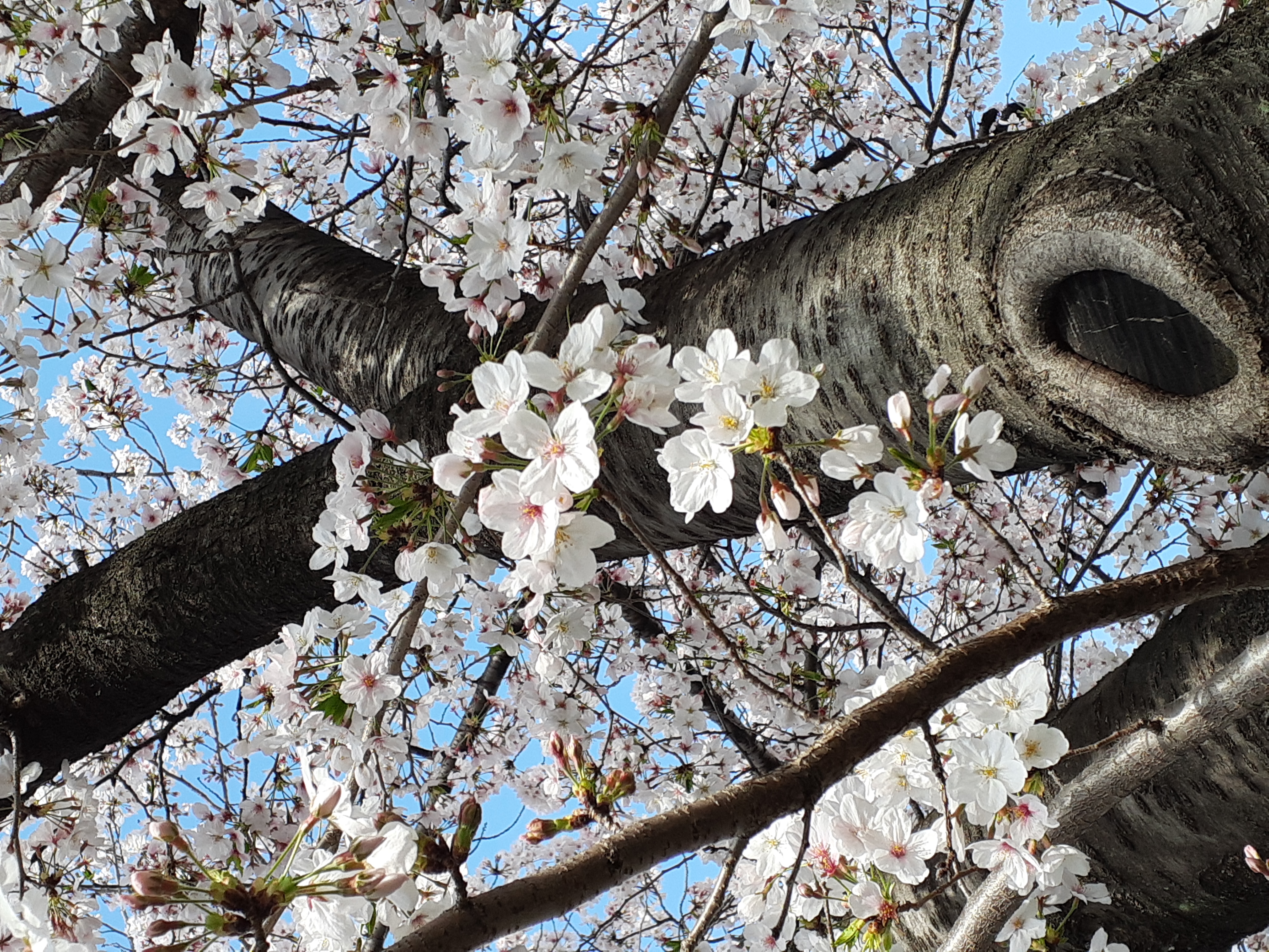 桜、ソメイヨシノ、春